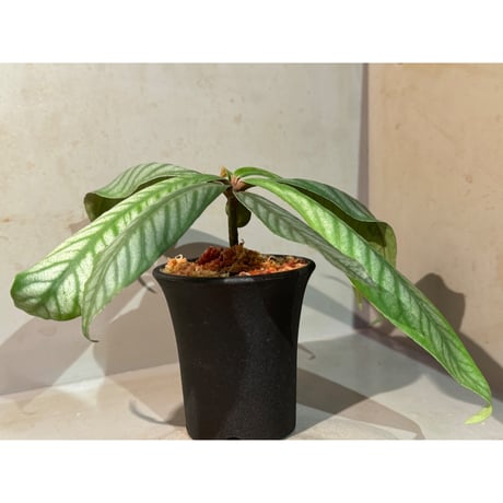 Ardisia sp. from Aceh sumatera [LA]