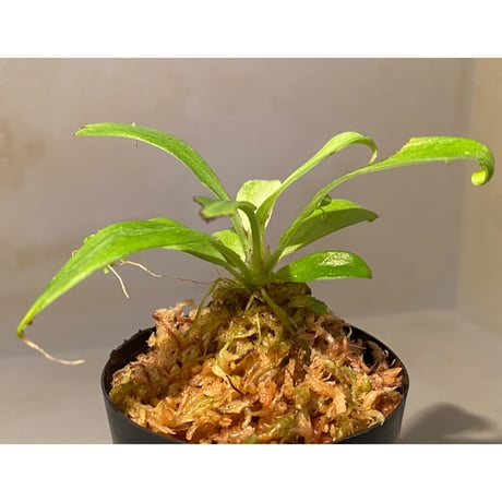 Schismatoglottis sp. "初霜錦" from Murung raya [LA0515-05]