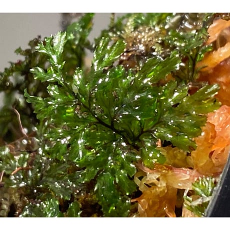 Hymenophyllum sp. from Ko Mak Thailand ②