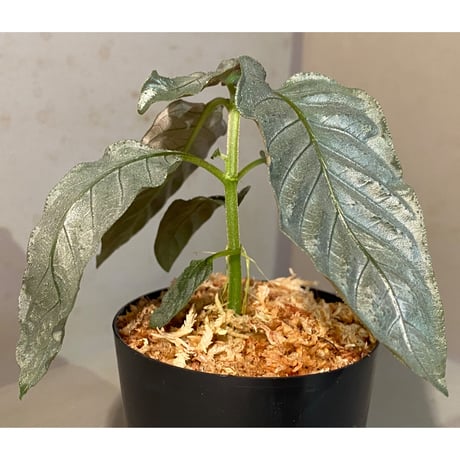 Ophiorriza sp. "鋼" from Aceh Selatan [HW0816-03]