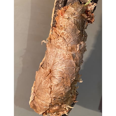 Drynaria bonii from Savannakhet Laos ①