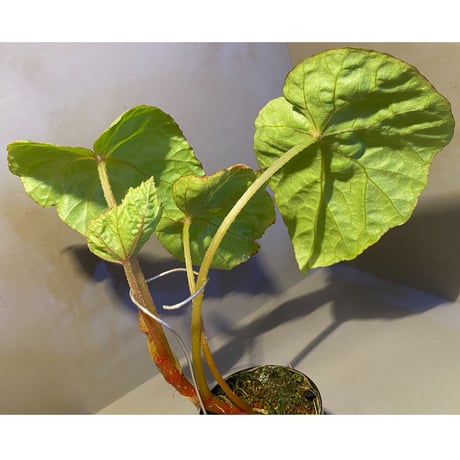 (大株) Begonia sp. from Na Hang ベトナム北部産 [TK]
