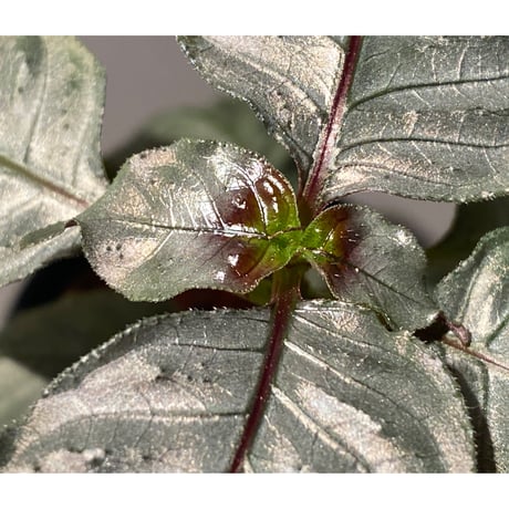 Ophiorriza sp. "鋼" from Aceh Selatan [HW0816-03]