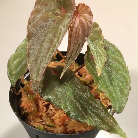 Begonia nothobaramensis