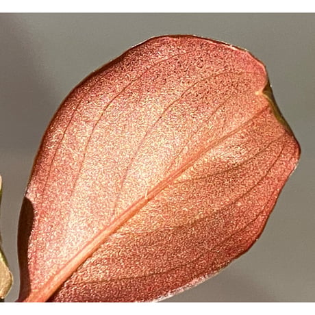 Rhodospatha sp. from Ecuador [tanakay]