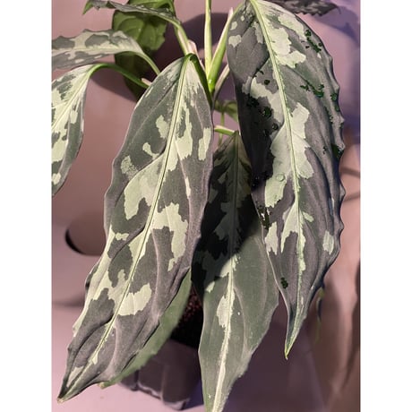 Aglaonema pictum A "しるば〜らいん" from Aceh sumatera [LA0216-03i]