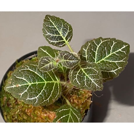 Pearcea hypocyrtiflora from Rio Napo Ecuador [tanakay] 白葉脈