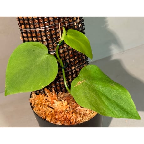 Philodendron sp. from Iquitos Peru [tanakay]