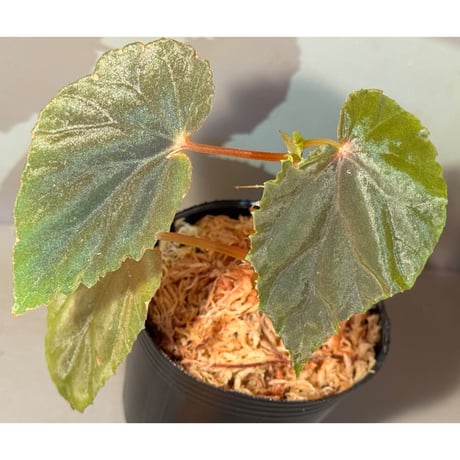 Begonia sp. from Kapuas hulu