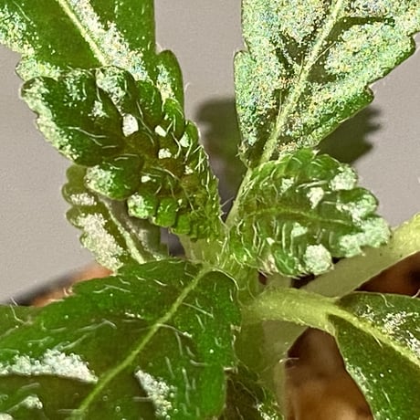 Nautilocalyx pemphidius