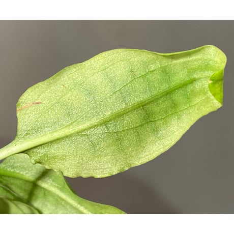 Cryptocoryne nurii "Lga-6" Pulau Lingga [HW0622-11]
