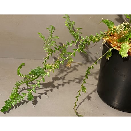 Selaginella sp. from Iquitos Peru [tanakay]