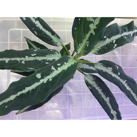 Aglaonema pictum "しるば〜らいん" from Aceh sumatera [LA0217-04]