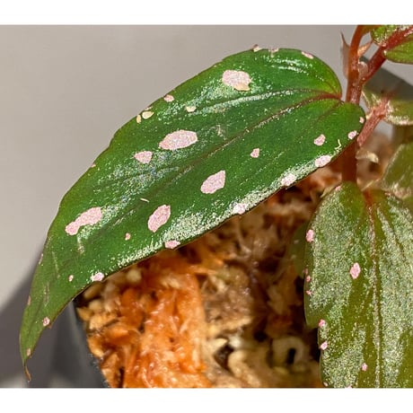 Begonia sp. "Nanga pinoh" Melawi Kal barat [TB]