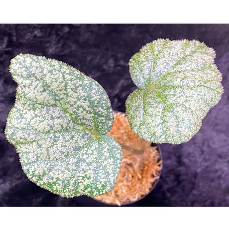 Begonia sp. from Trat Thailand ②