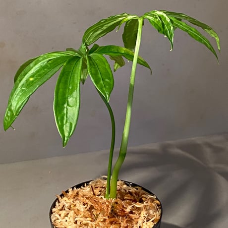 Anthurium polyschistum from Napo Ecuador [tanakay]