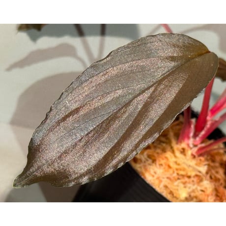 Homalomena sp. "Neon Purple" from Malaysia