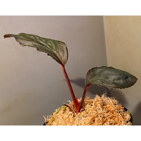 Homalomena sp. "Imperial Japanese Navy" from Resum P.Lingga [AZ0517-11]