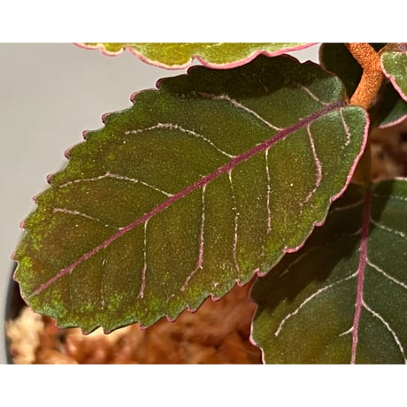 Labisia sp. from Riau Sumatera