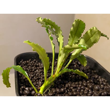 Bucephalandra sp. "Pakak 3" [MF0417-5A]