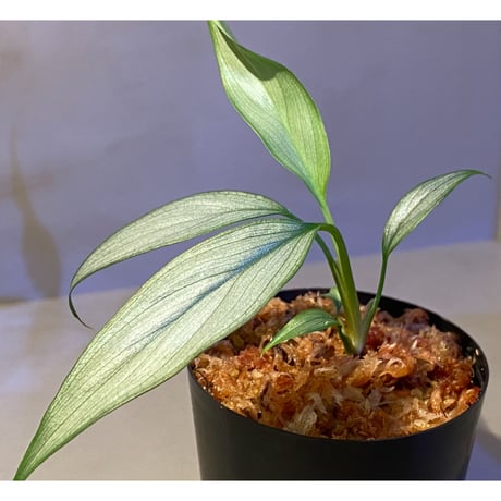 Homalomena sp. White leaf from "Pendang" Kal tengah [TB]