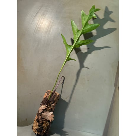 Drynaria sparsisora from West Java