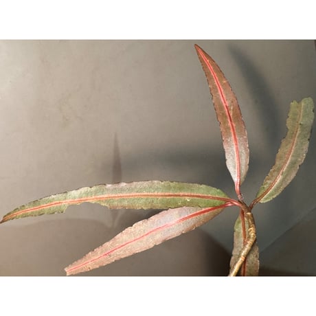 Labisia sp. from Vietnam