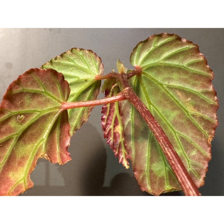 Begonia sp. from Kapuas hulu