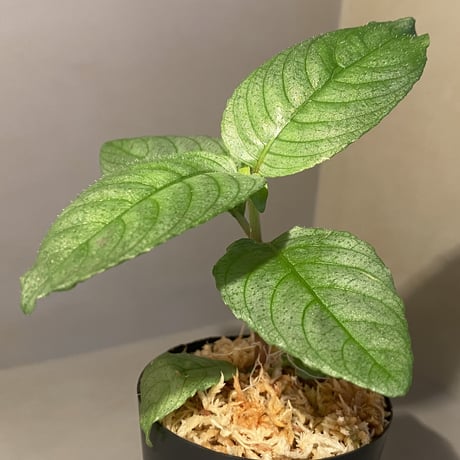 Ophiorrhiza sp. "Kayulapis" Kalimantan barat [TB]
