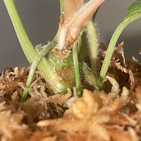 Homalomena hyb. Rec110-03 [K0320-f1] KZT