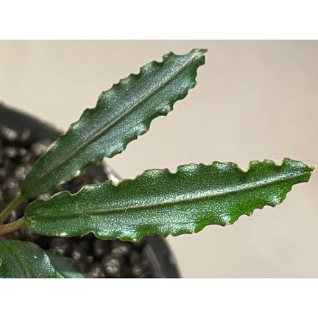 Bucephalandra sp. from "Mangat" [MF0417-2A] ②