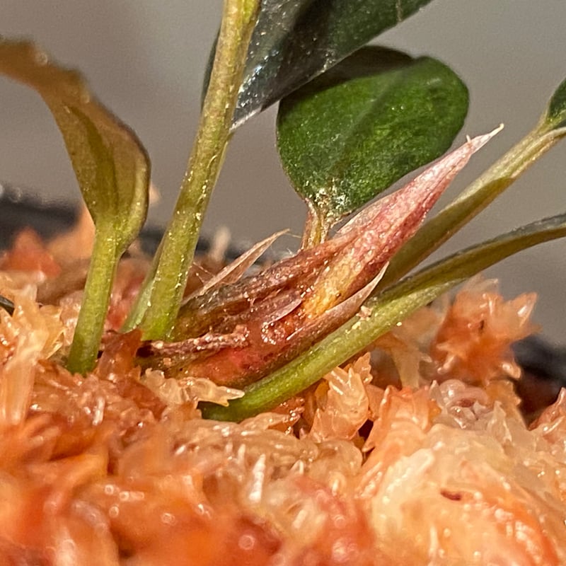 Bucephalandra sp. Bucephalandra sp.