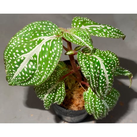 Sonerila sp. "White dot" [カミハタ]