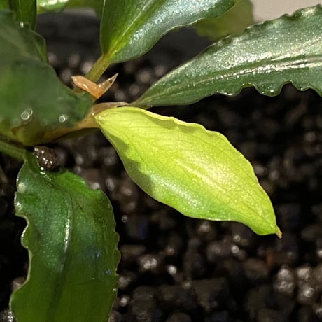 Bucephalandra sp. "Pakak 3" [MF0417-5A]