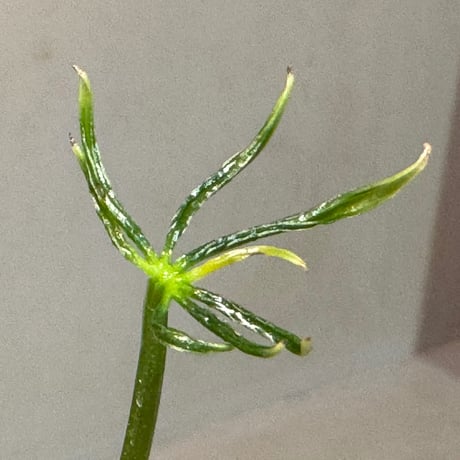 Anthurium polyschistum from Napo Ecuador [tanakay]