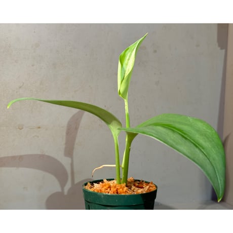 Scindapsus sp. Moonlight from Kapuas hul KL-BAR [PP-231009-11]