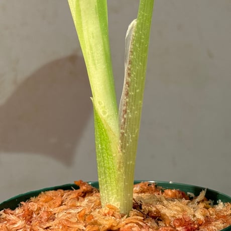 Kaempferia pulchra 'Variegata'