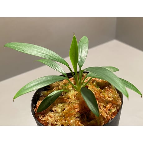 Homalomena sp. from Mersing Utara [KN]