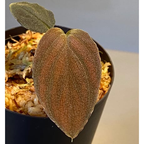 Homalomena sp. Red "Sabah-6" [R0515-03a]