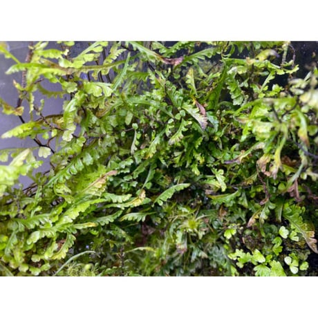 Teratophyllum aculeatum from Nanga pinoh [TB]