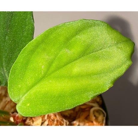 Homalomena sp. from Sibolga Utara [HW0818-06j]