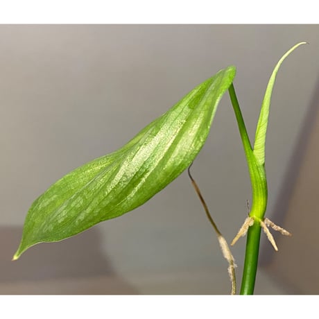 Philodendron sp. from Iquitos Peru [tanakay]