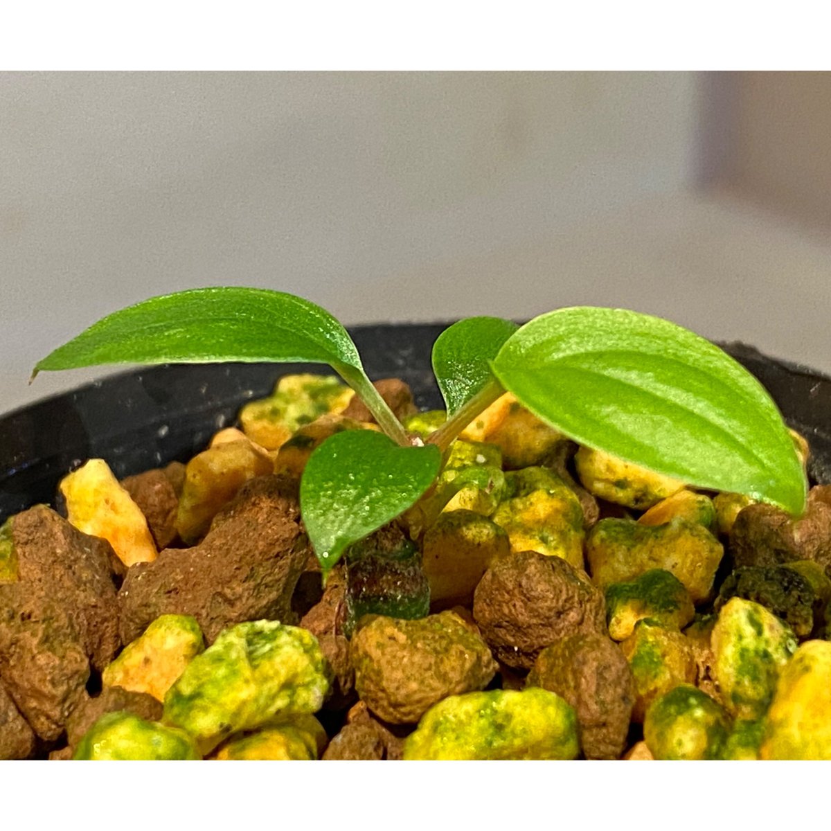 Homalomena sp. from Padang sumatera [LA0117-02]