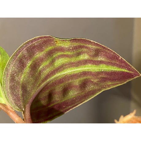 Geogenanthus undatus from Tarapoto Peru [tanakay]