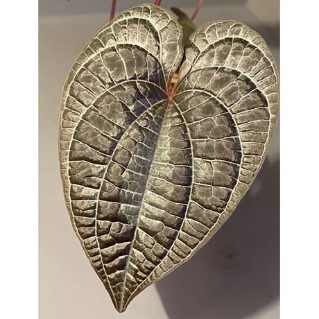 Dioscorea dodecaneura (discolor) from Ecuador