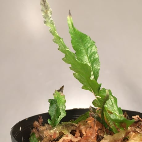 Microsorum sp. Short Dragon Tail