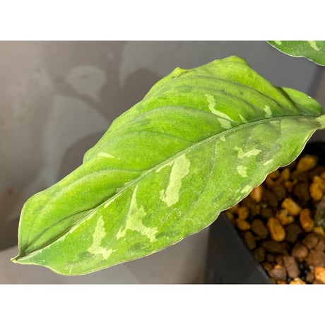 Aglaonema pictum GW1603 "五月雨" Padang sidempuan [TB]