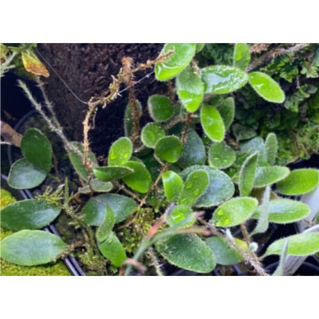 Pyrrosia nummularifolia from Santa Fe Luzon Philippines [KSB]