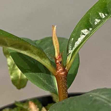 Labisia sp. from "Lebong" Bengkulu [TB]