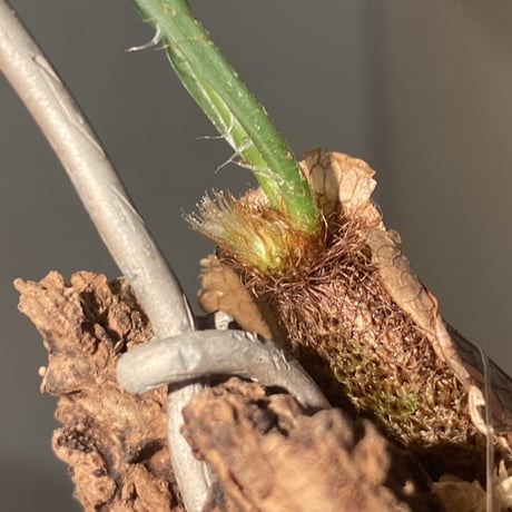 Drynaria bonii Chaiyaphum province Thailand